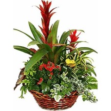 Colorful basket (Curated composition)
